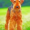 Wonderful Airedale Terrier paint by numbers