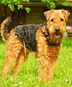 Airedale Terrier Dog Animal paint by numbers