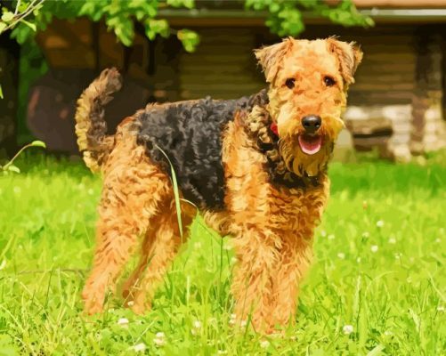 Airedale Terrier Dog Animal paint by numbers