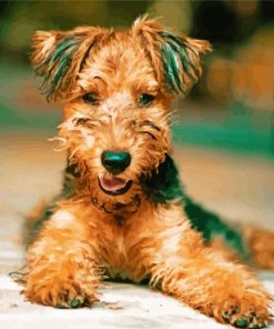 Airedale Terrier Dog paint by numbers