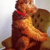 Airedale Terrier Sitting paint by numbers