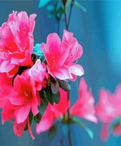 Beautiful Azaleas Flowers paint by numbers