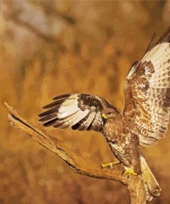 The Common buzzard Bird paint by numbers