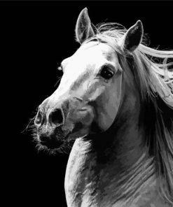 Black And White Andalusian Horse paint by numbers