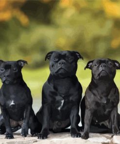 Black Staffordshire Bull Terrier Puppies paint by numbers