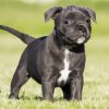 Black Staffordshire Bull Terrier Puppy paint by numbers