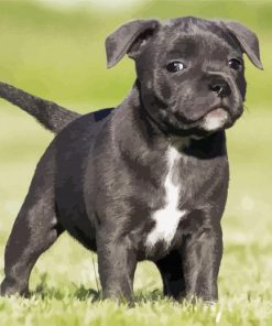 Black Staffordshire Bull Terrier Puppy paint by numbers