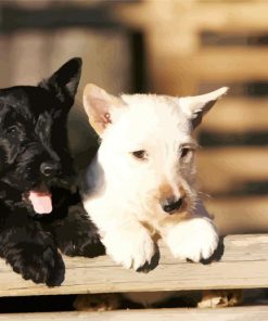 Black And White Scottish Terrier paint by numbers