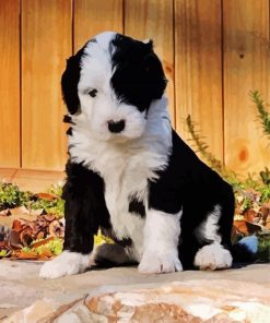 Black And White Sheepadoodle Puppy paint by numbers