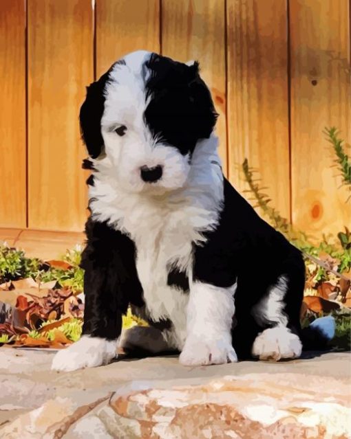 Black And White Sheepadoodle Puppy paint by numbers