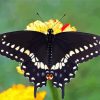 Black Eastern Tiger Swallowtail paint by numbers