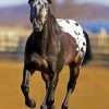 Black Appaloosa Horse paint by numbers