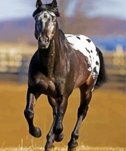 Black Appaloosa Horse paint by numbers