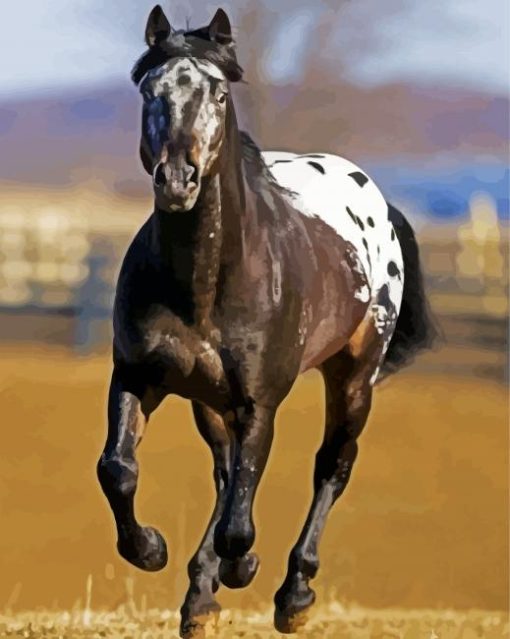 Black Appaloosa Horse paint by numbers