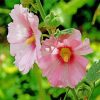 Blooming Pink Hollyhocks paint by numbers