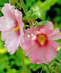 Blooming Pink Hollyhocks paint by numbers