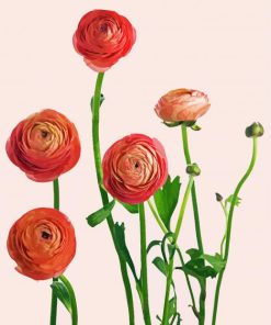 Blooming Pink Ranunculus paint by numbers