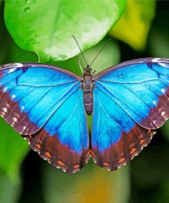 Aesthetic Blue Morpho Butterfly paint by numbers