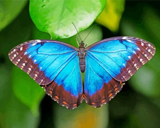 Aesthetic Blue Morpho Butterfly paint by numbers
