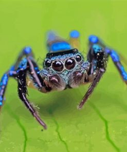 Blue Spider Insect paint by numbers