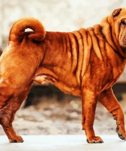 Brown Shar Pei Dog paint by numbers