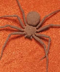 Brown Spider Insect paint by numbers