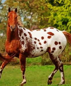 Adorable Appaloosa Horse paint by numbers