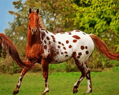 Adorable Appaloosa Horse paint by numbers