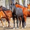 Brumby Horses paint by numbers