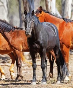 Brumby Horses paint by numbers