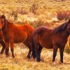 Brumby Horses Herd paint by numbers