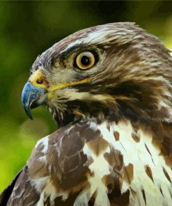 Common buzzard Bird paint by numbers