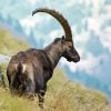Capra With Long Horns paint by numbers