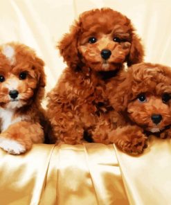 Adorable Cavoodle Puppies paint by numbers