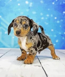 Cute Chiweenie Puppy paint by numbers