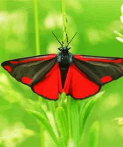 Aesthetic Cinnabar Moth paint by numbers