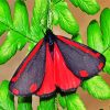 Cinnabar Moth Butterfly paint by numbers