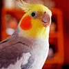 Beautiful Cockatiel Bird paint by numbers