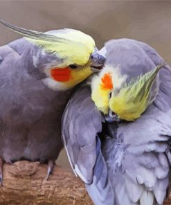 Cockatiel Couple paint byh numbers