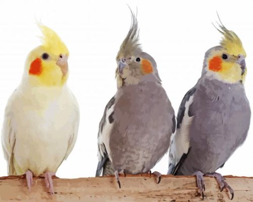 Cockatiel On Stick paint by numbers