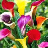 Colorful Calla Lilies paint by numbers