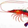 Colorful Shrimp paint by numbers