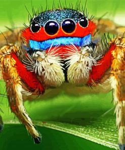 Colorful Spider paint by numbers