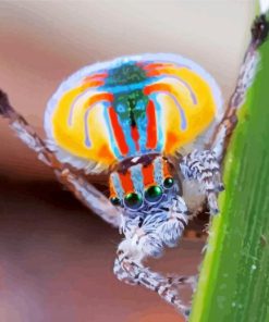 Colorful Spider Insect paint by numbers