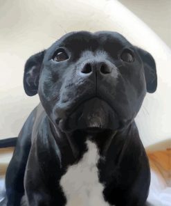 Cute Staffordshire Bull Terrier Dog paint by numbers