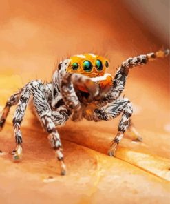 Cute Little Spider paint by numbers