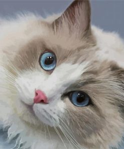 Adorable Ragdoll Cat paint by numbers