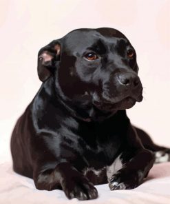 Dark Staffordshire Bull Terrier paint by numbers