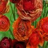 Dead Ranunculus Flowers paint by numbers