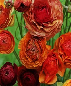 Dead Ranunculus Flowers paint by numbers